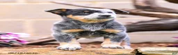 Australian Cattle Dog dogs for sale: Abby - Ad 6