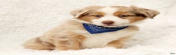 Australian Shepherd dogs for sale: Zack - Ad 4