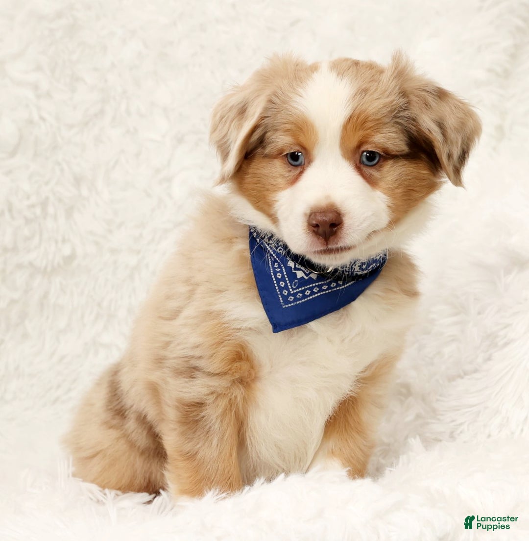 Australian Shepherd dogs for sale: Zack - Ad 4
