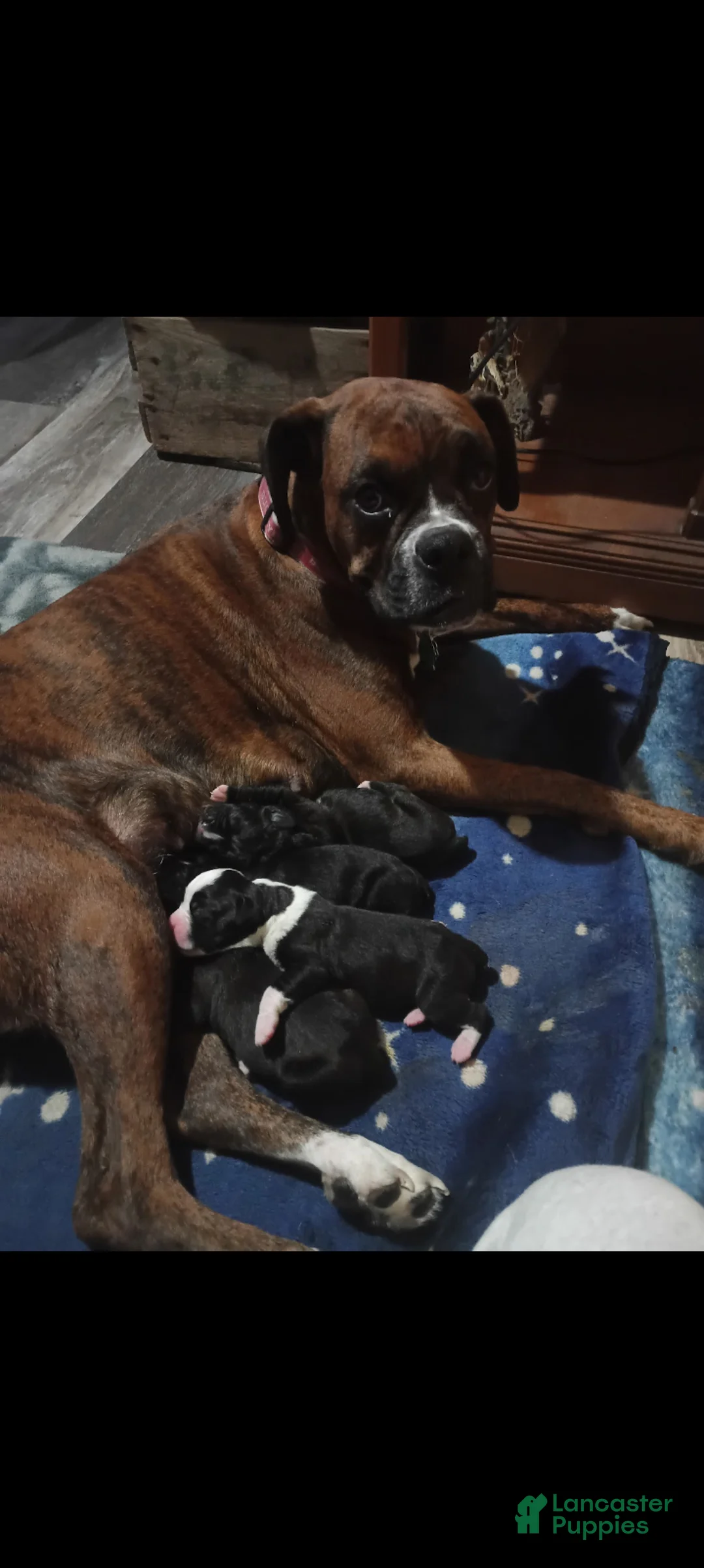 Boxer dogs for sale: Wynter - Ad 2