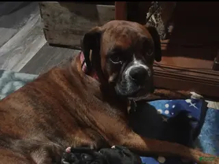 Boxer dogs for sale: Chip - Ad 1