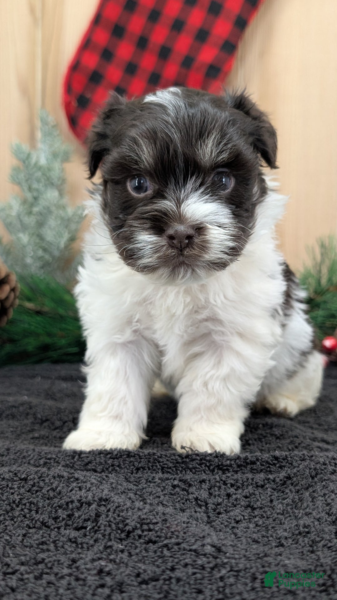 Havanese dogs for sale: Zorro - Ad 6