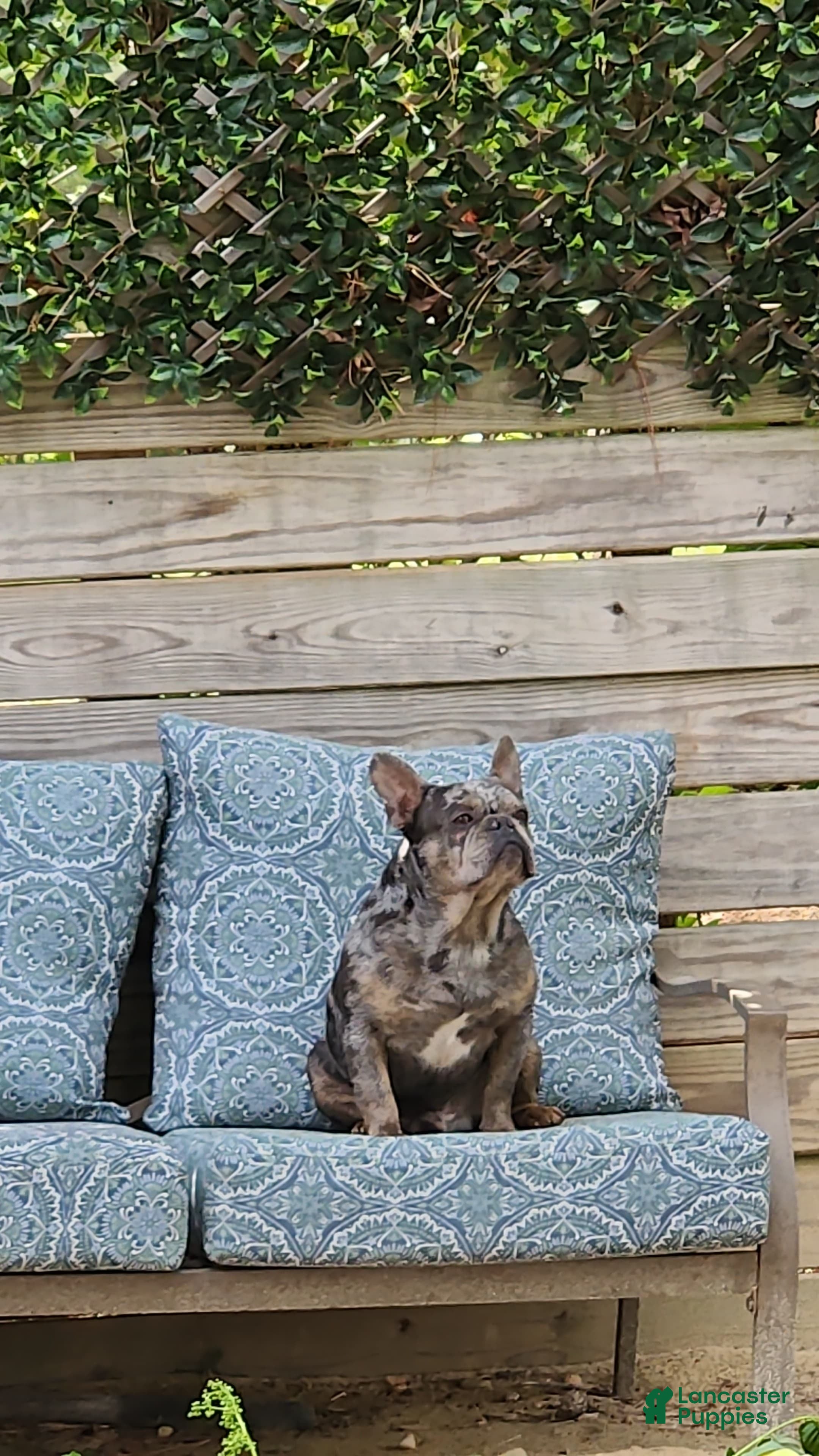 Kilo