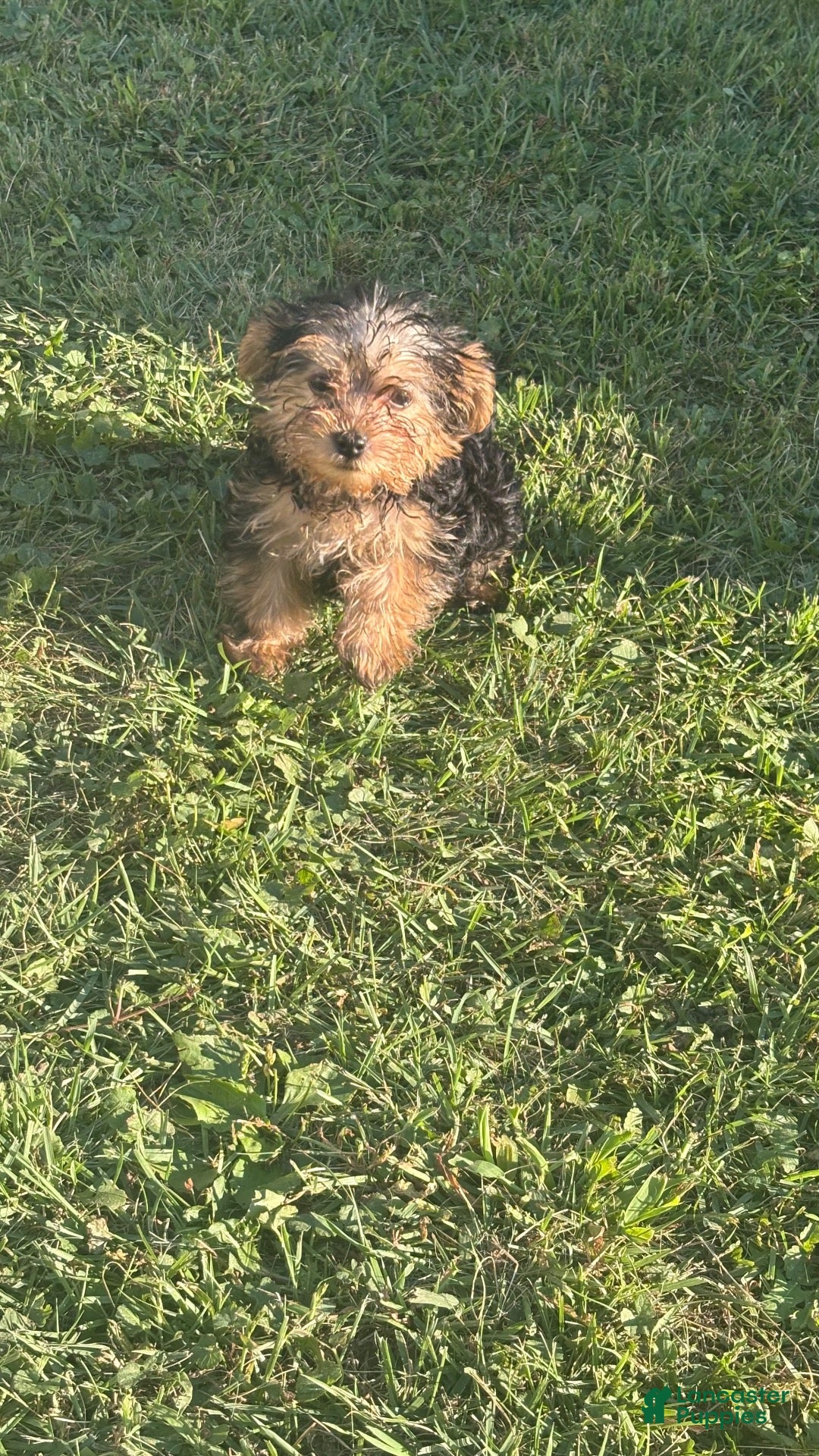 Yorkshire Terrier dogs Yorkshire Terrier 1 - Ad 18