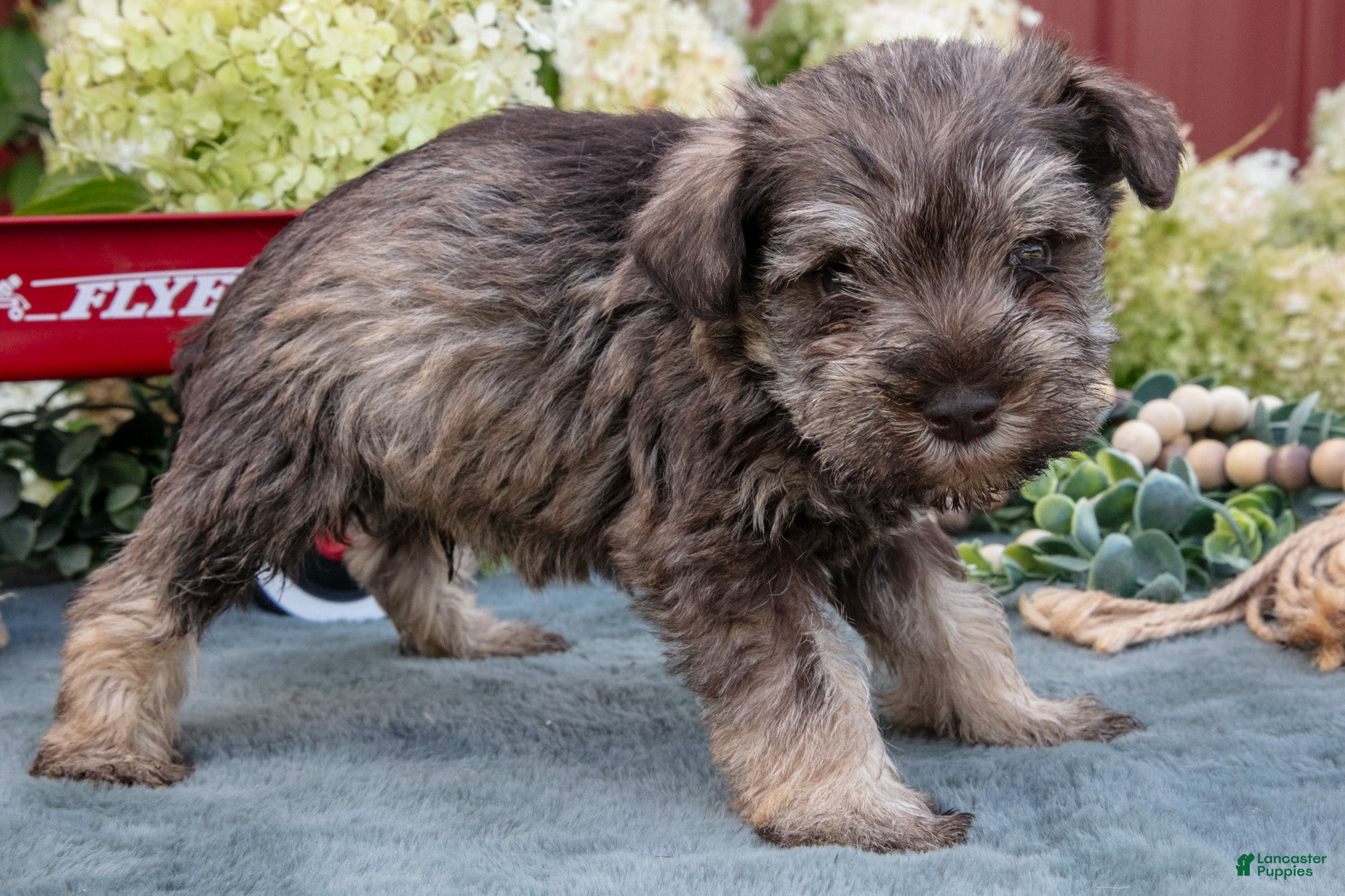 Miniature Schnauzer dogs Asher - Ad 2