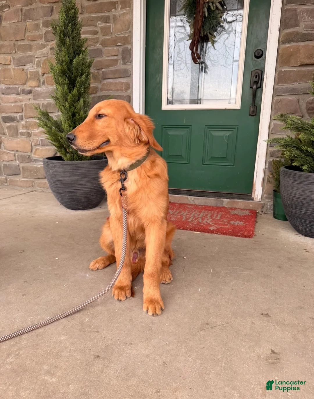 Golden Retriever dogs for sale: Golden Retriever Puppy 1 - Ad 3