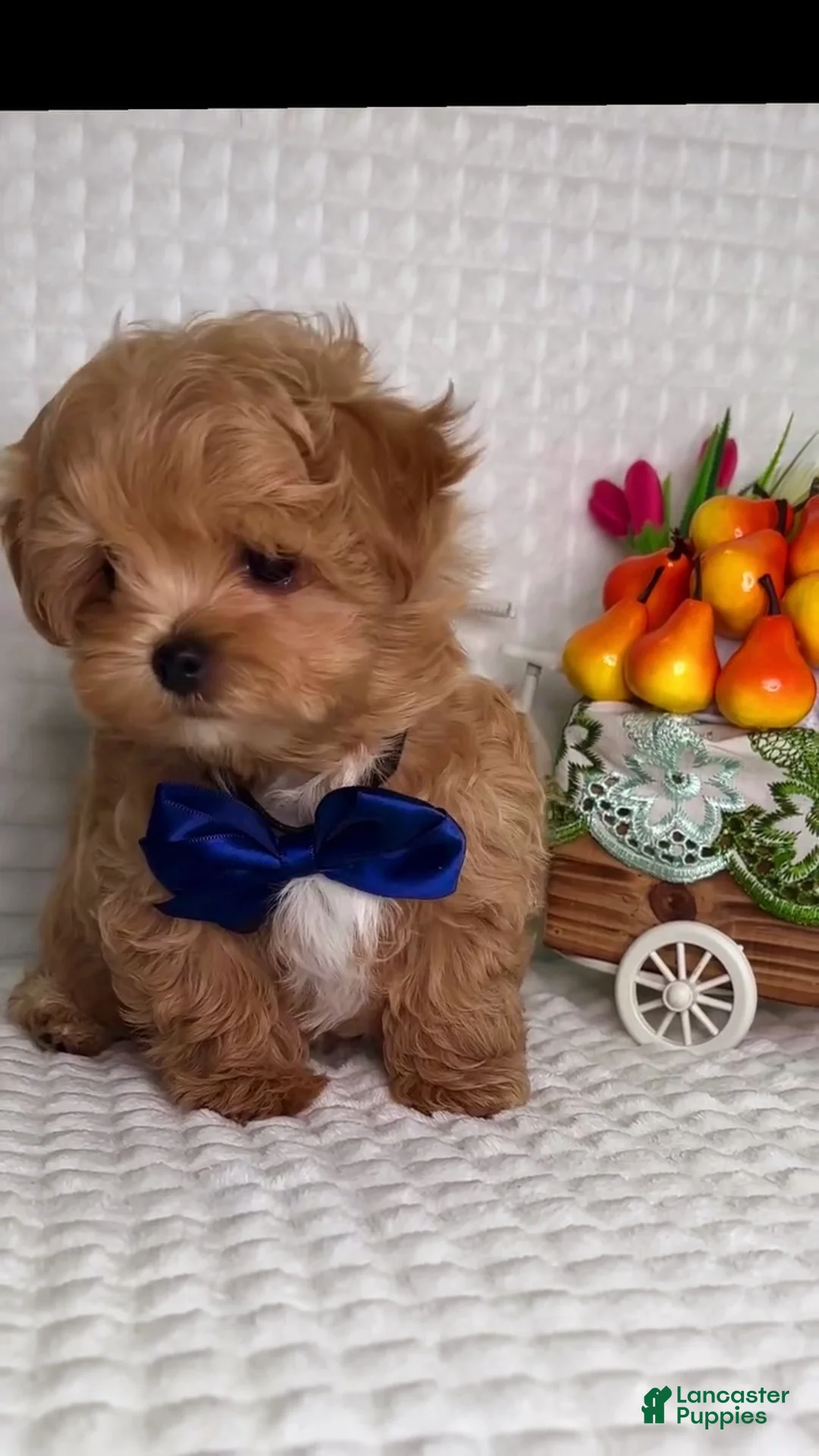 Maltipoo dogs for sale: George - Ad 2