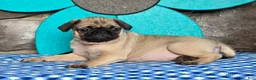 Pug dogs for sale: Bailey - Ad 3