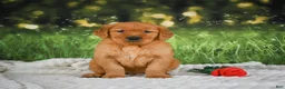Golden Retriever dogs for sale: Jack - Ad 6