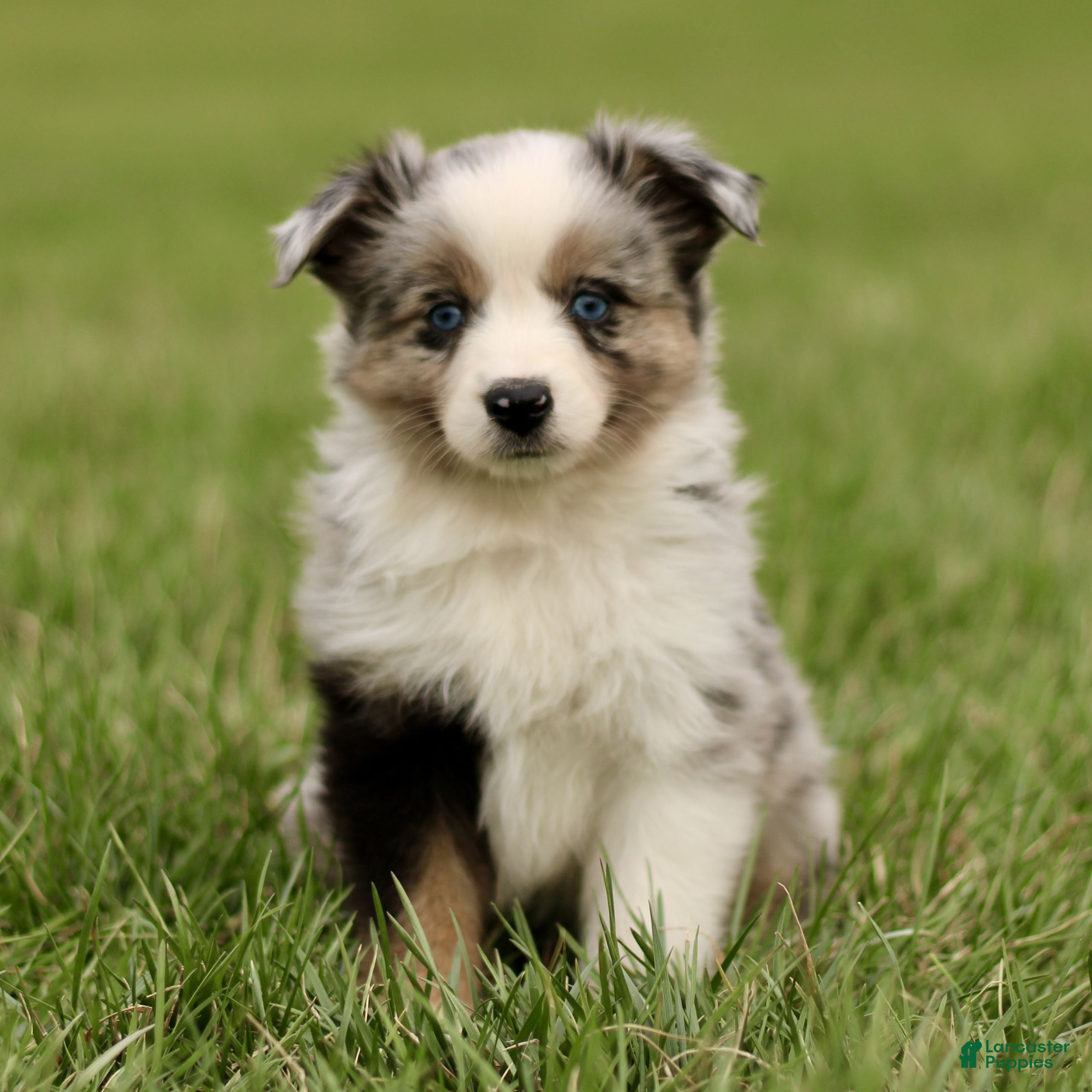 Miniature Australian Shepherd dogs Tasha  - Ad 2