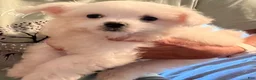 Maltese dogs for sale: Maltese 1 - Ad 1
