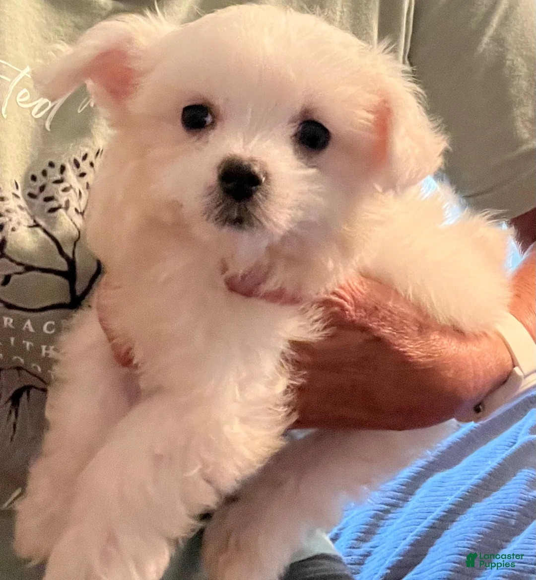 Maltese dogs for sale: Maltese 1 - Ad 1