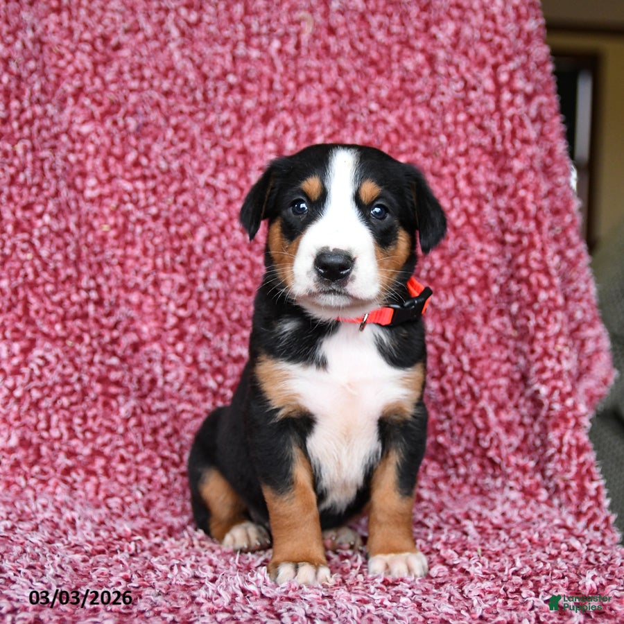 Greater Swiss Mountain Dog dogs Jenny - Ad 1