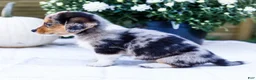 Mixed Breed dogs for sale: Chloe - Ad 5