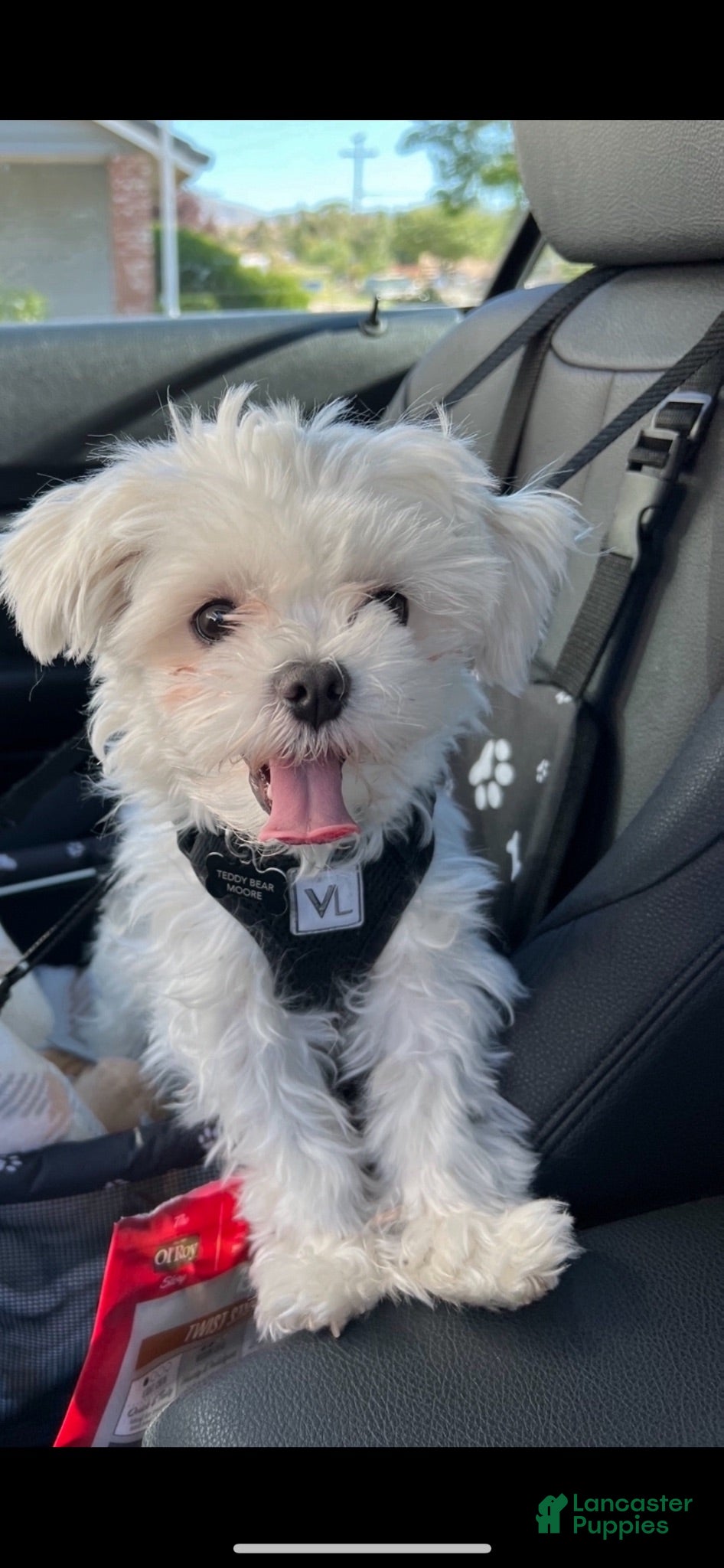 Maltese dogs Teddy - Ad 33