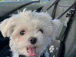 Maltese dogs Teddy - Ad 33