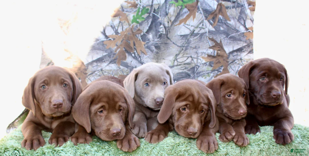 Labrador Retriever dogs for sale: Silver Sambo - Ad 7