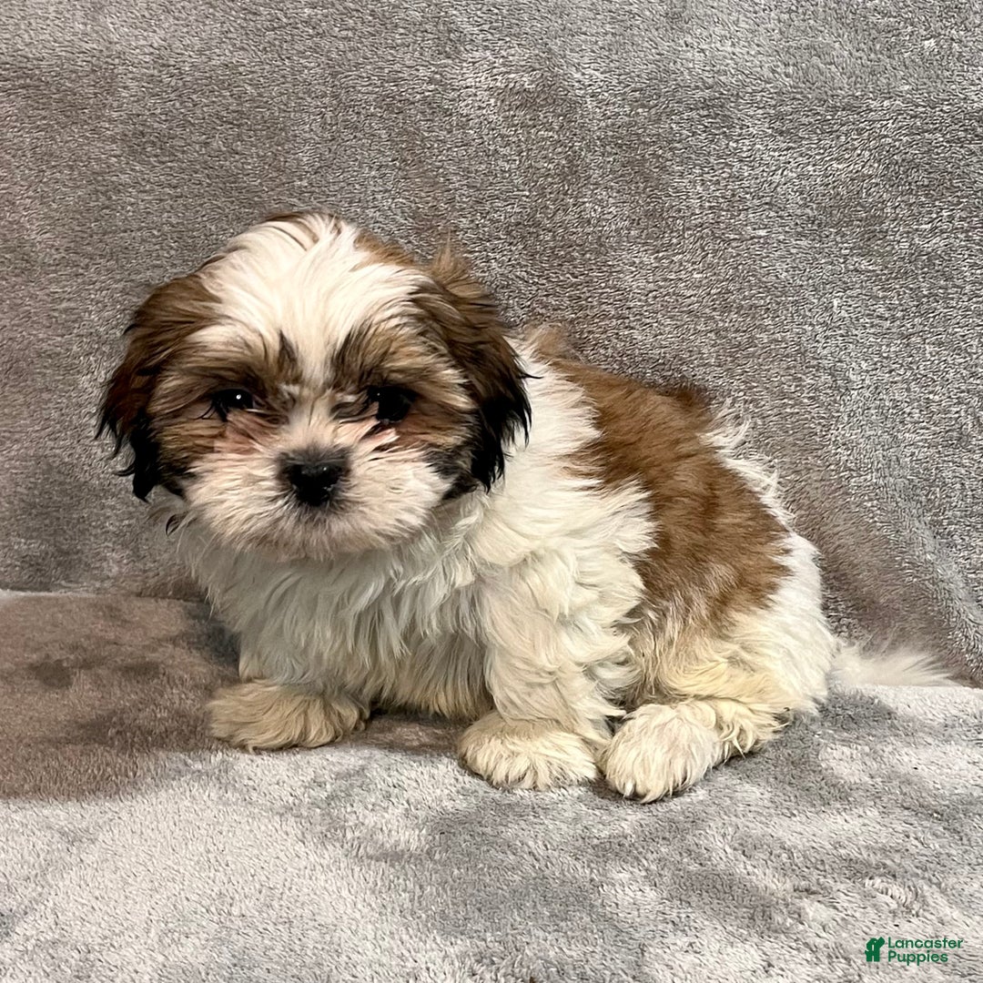 Shih Tzu dogs for sale: Hamlet - Ad 5