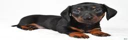 Miniature Dachshund dogs for sale: Franklin - Ad 3