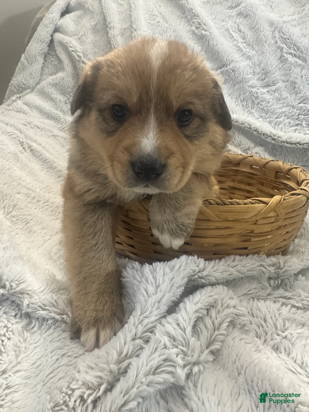 Mixed Breed dogs for sale: Frappé  - Ad 3