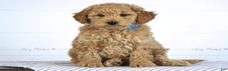 Mini Goldendoodle dogs for sale: Jake - Ad 2