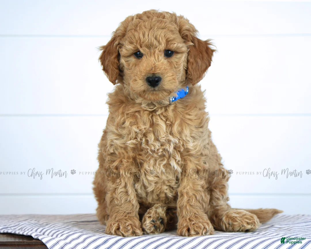 Mini Goldendoodle dogs for sale: Jake - Ad 2