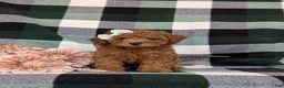 Shihpoo dogs for sale: Adelaide - Ad 2