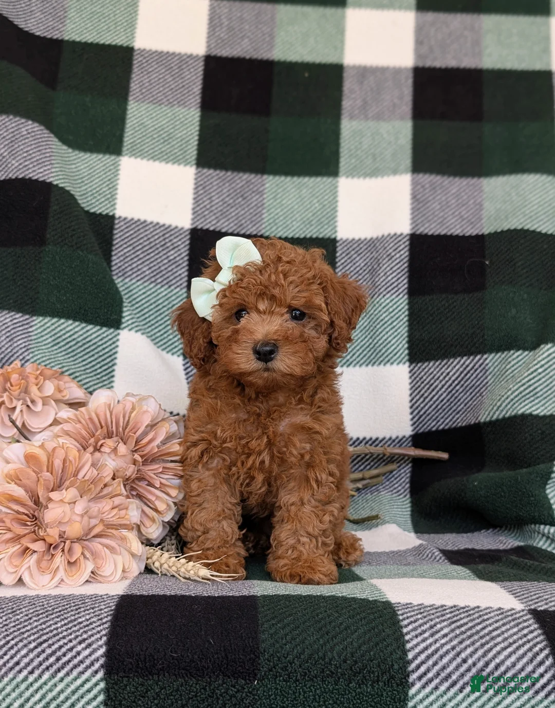 Shihpoo dogs for sale: Adelaide - Ad 2