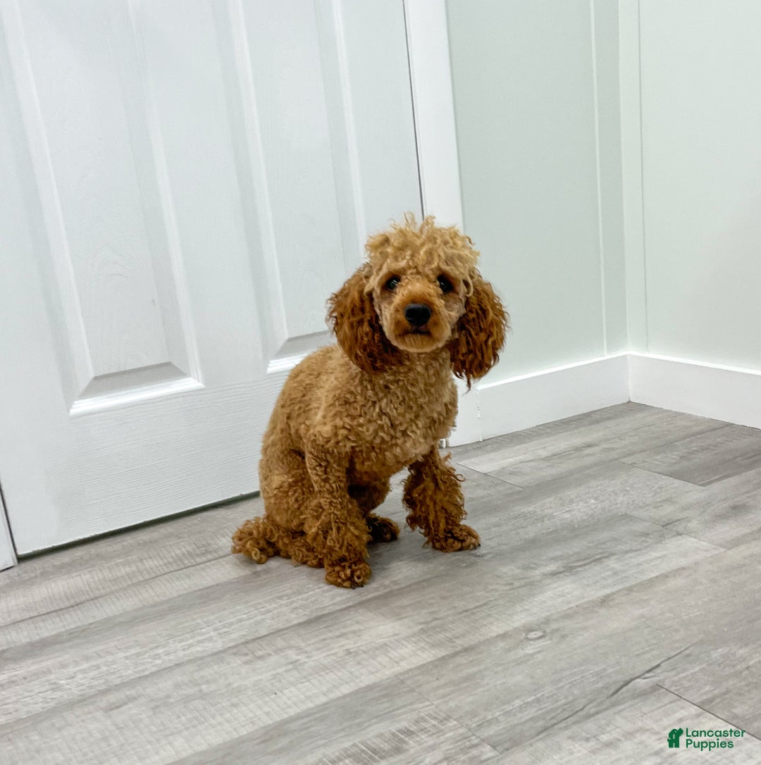 Bichpoo dogs for sale: Cody - Ad 8