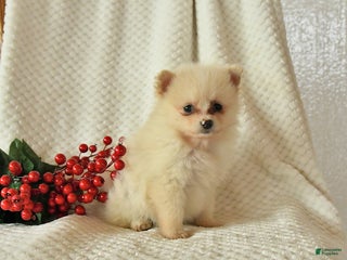 Pomeranian dogs Patty - Ad 8