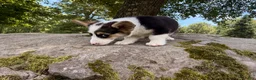 Welsh Corgi Pembroke dogs for sale: CLARK - Ad 5