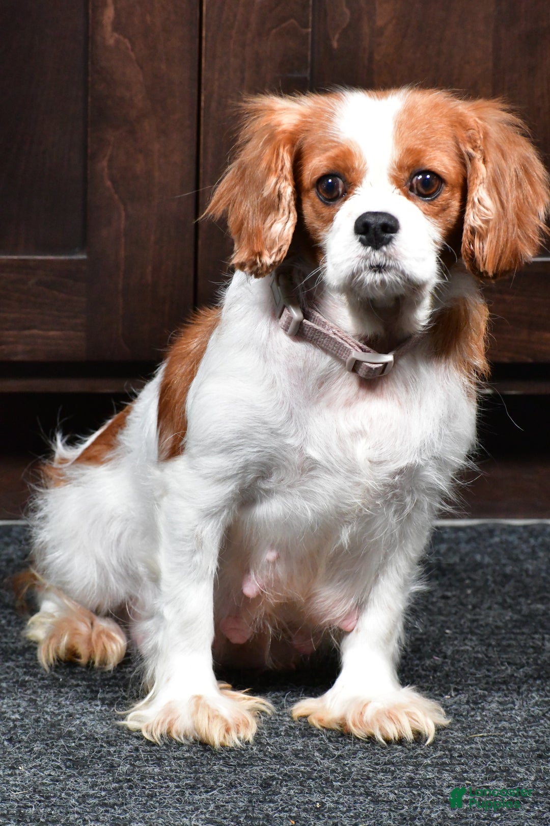 Cavalier King Charles Spaniel dogs for sale: Travis - Ad 11