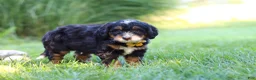 Mini Bernedoodle dogs for sale: Airhead - Ad 4