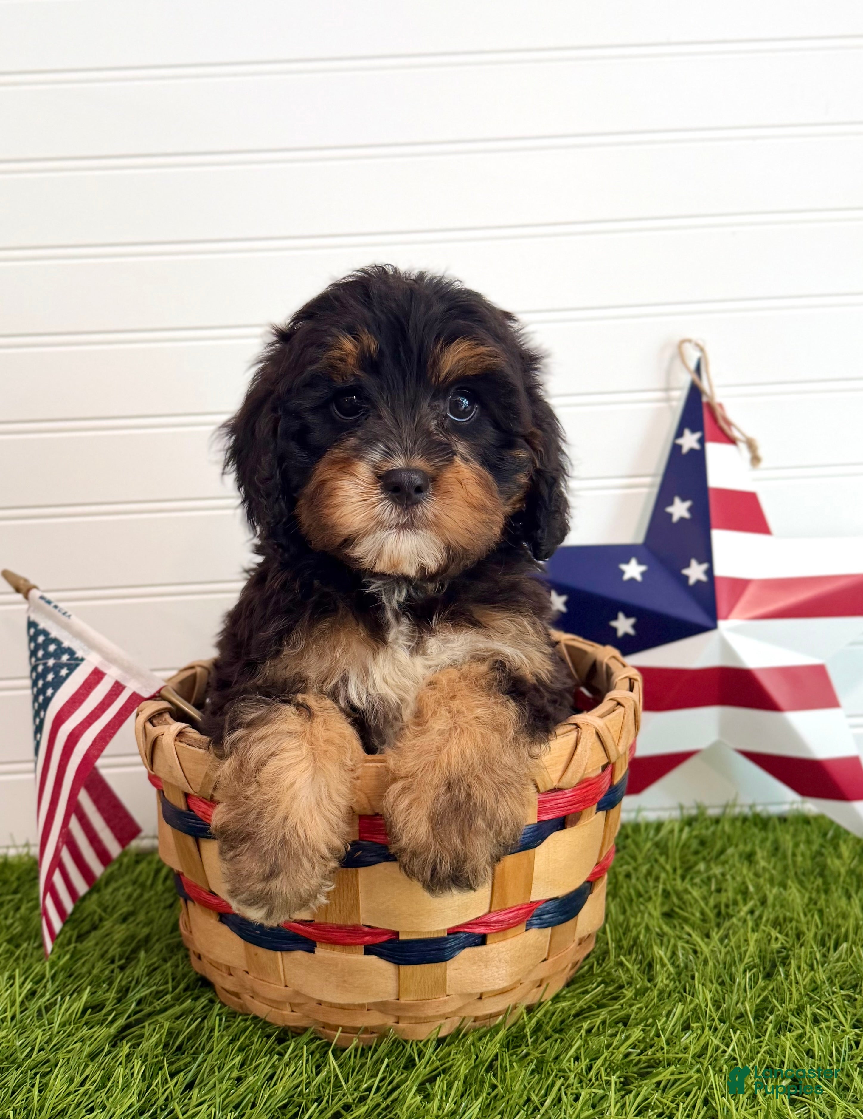 Cavapoo dogs Boomer - Ad 1