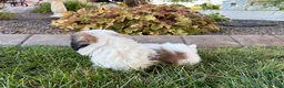 Mixed Breed dogs for sale: Lhasa/Coton male 4 - Ad 14