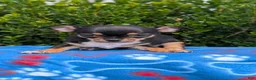 Chihuahua dogs for sale: Yogi - Ad 6