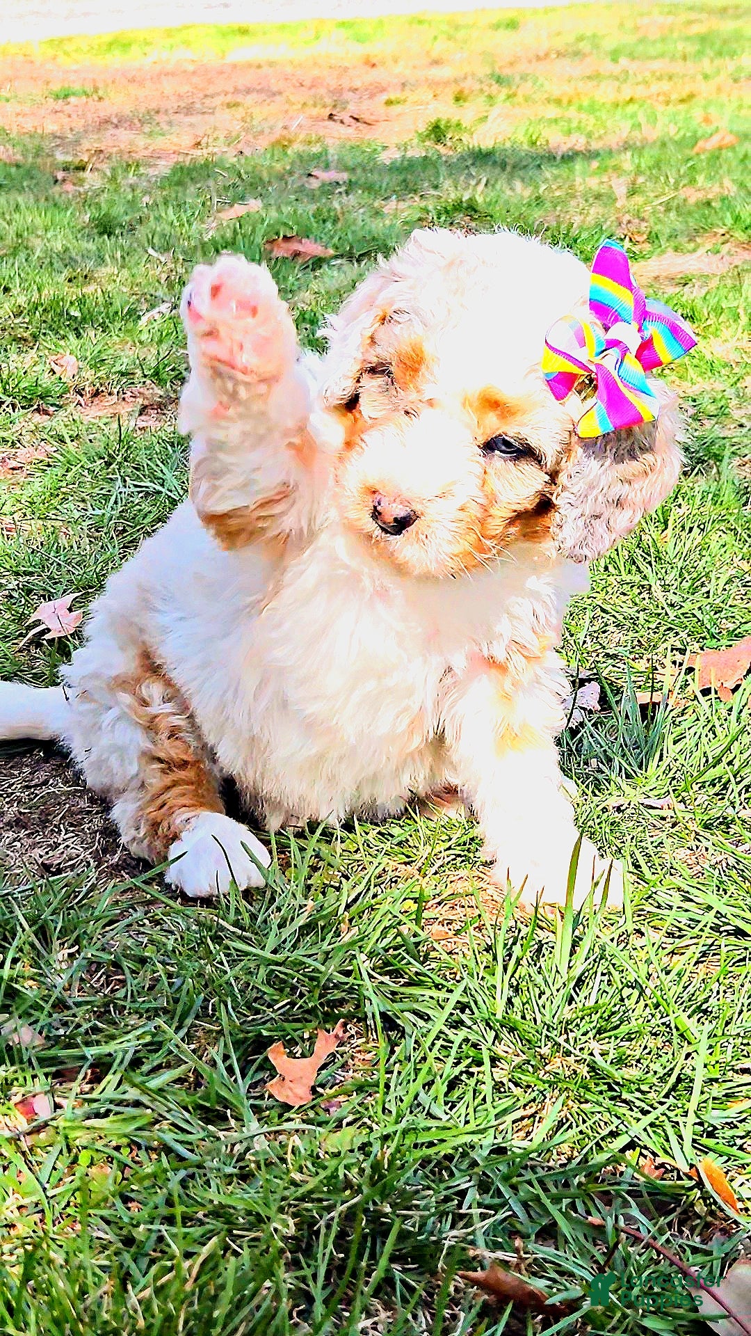 Mini Bernedoodle dogs Mini Bernedoodle Puppy 7 - Ad 1