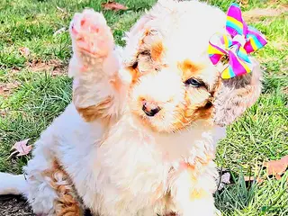 Mini Bernedoodle dogs Mini Bernedoodle Puppy 7 - Ad 1