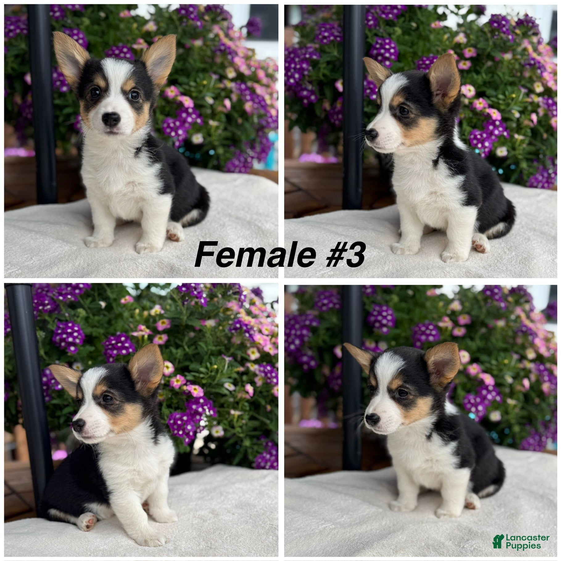 Welsh Corgi Pembroke dogs Corgi Female Black Tri - Ad 1