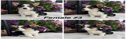 Welsh Corgi Pembroke dogs for sale: Corgi Female Black Tri - Ad 1