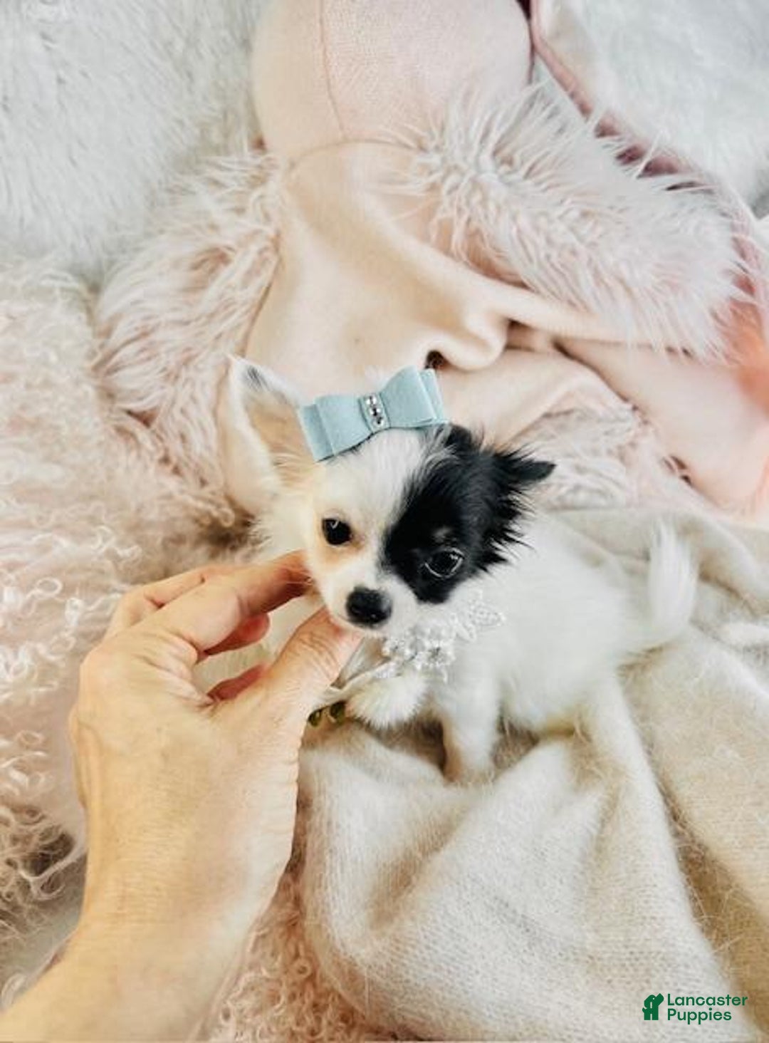 Chihuahua dogs for sale: Chihuahua Puppy 1 - Ad 2