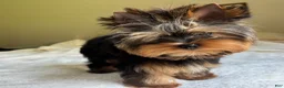 Yorkshire Terrier dogs for sale: Cody - Ad 3