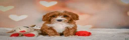 Cavapoo dogs for sale: Carter - Ad 10