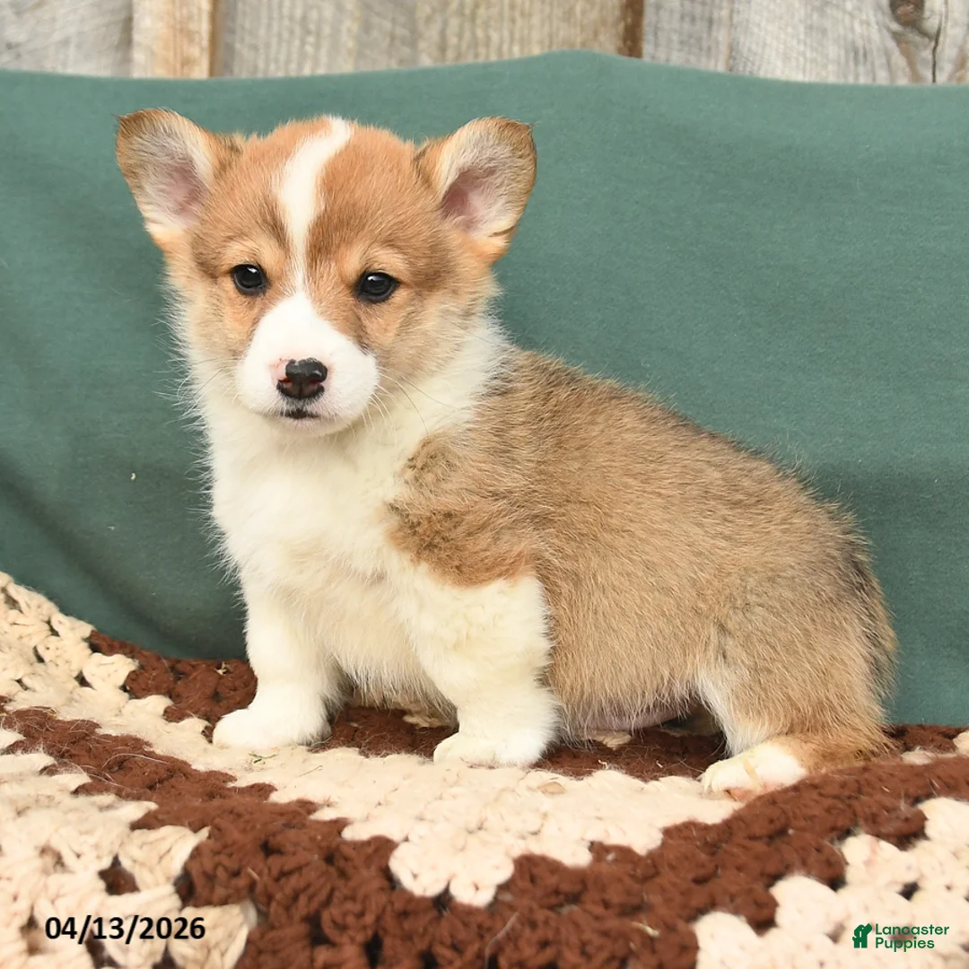 Welsh Corgi Pembroke dogs for sale: Howie - Ad 3