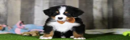 Bernese Mountain Dog dogs for sale: Chance - Ad 2