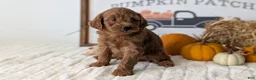 Mini Goldendoodle dogs for sale: Jackson - Ad 6