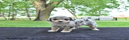 Mini Aussiedoodle dogs for sale: Trent - Ad 3