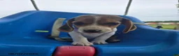 Beagle dogs for sale: Polo - Ad 4