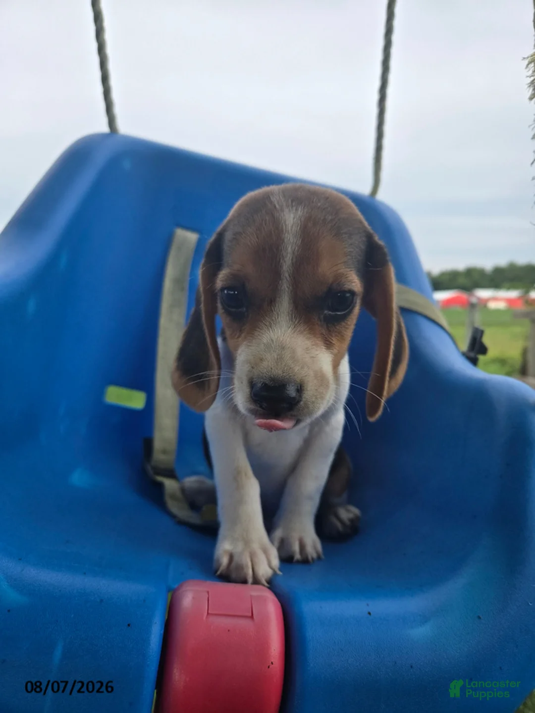 Beagle dogs for sale: Polo - Ad 4