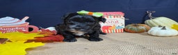 Yorkiepoo dogs for sale: Yorkiepoo Puppy 2 - Ad 3